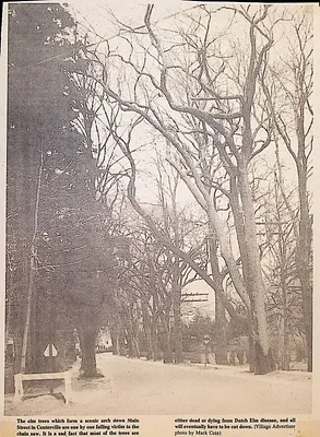 Elm trees on Main Street, Centerville