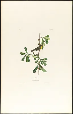 Roscoe's yellow-throat