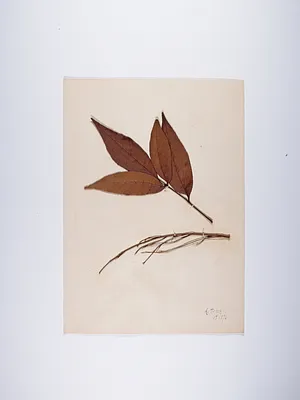 4 smooth autumn leaves
