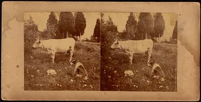 Cow and dog in a pasture