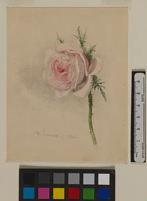 A Rose