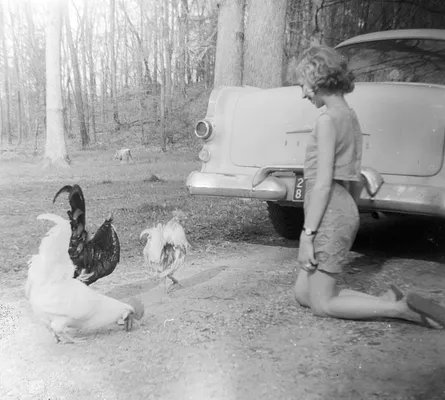 Young Girl with Chickens, 1959
