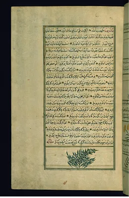 A Persian Plant Called Madharyun