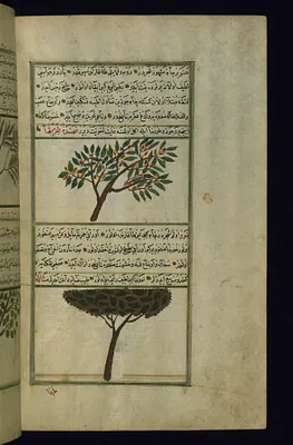 A Pine Tree and a Terebinth Tree