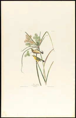 Prairie warbler