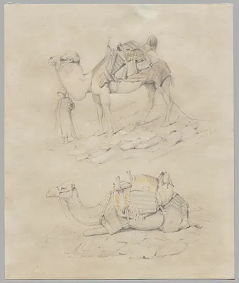 Study of Camels