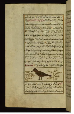 A Pigeon
