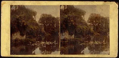 Reflection and lily pads