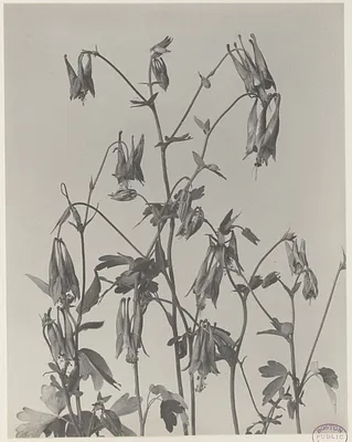 149. Aquilegia canadensis, wild columbine, honeysuckle