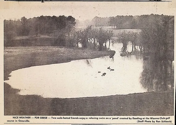 Nice weather - for geese