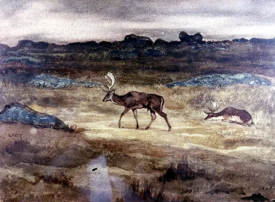 Two Fallow Deer