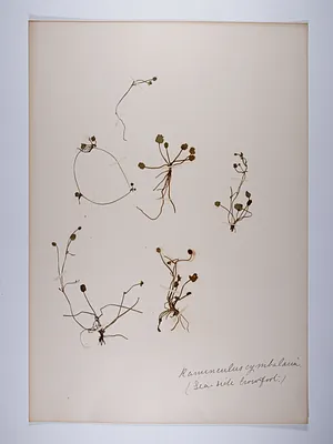 Ranunculus cymbalaria