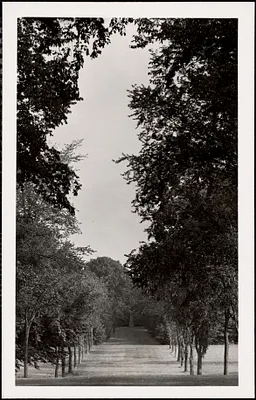 Wide, mown grass "avenue" bordered by sentinel-like trees