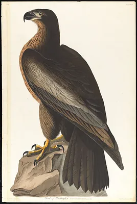 Bird of Washington