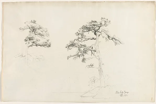 Pine, Lake George
