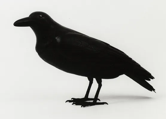 Crow