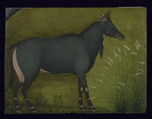 A Nilgai