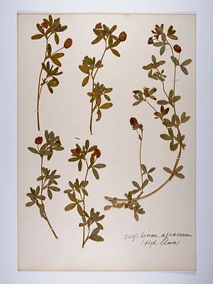 Trifolium aureum, Trifolium agrarium
