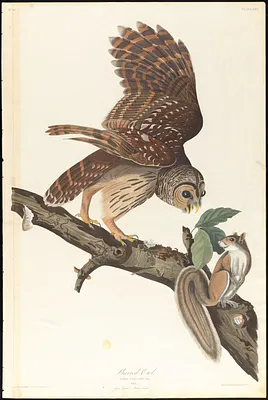 Barred owl