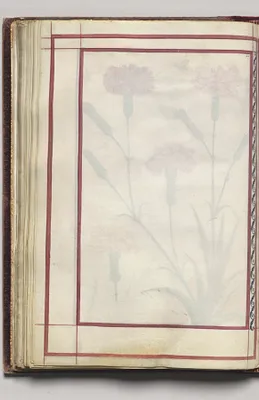 Border, folio 31 (verso), from Florilegium (A Book of Flower Studies)
