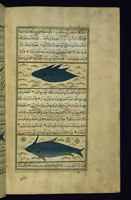 Two Fish Called Qunfadh al-ma' (Water-hedgehog) and Quqi