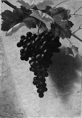 Bunch of Grapes
