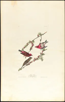 Purple finch
