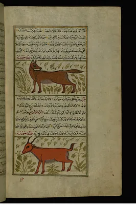 A Fox and a Young Billy Goat