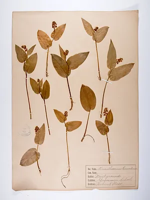 Maianthemum canadense
