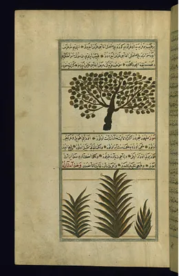 An Apricot Tree and a Banana Tree