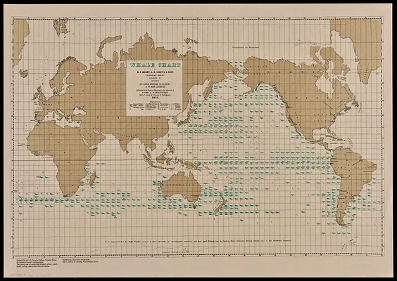 Whale chart