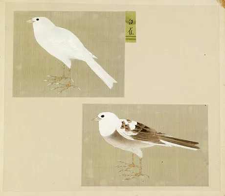 Leaf from Album Depicting Small Birds