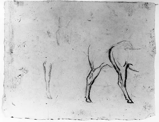 Sketches of a Horse's Leg