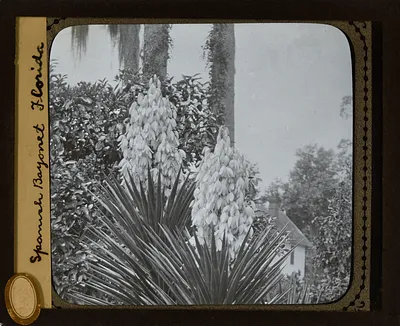 Photograph of Spanish Bayonet, Florida