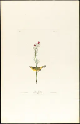 Selby's flycatcher
