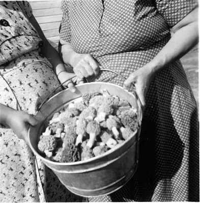 Women Harvesting Morel Mushrooms, 1950