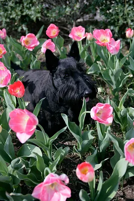 Miss Beazley Walks Through Tulip Beds in the East Garden at the White House