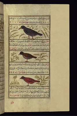 A Bird Called Shafatin, a Green Magpie, and a Singing Bird