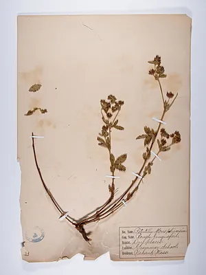 Potentilla norvegica monspeliensis