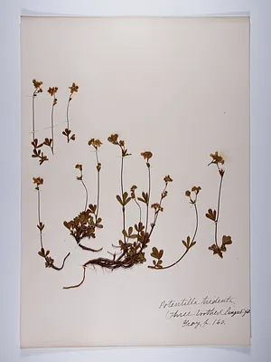 Sibbaldiopsis tridentata, Potentilla tridentata