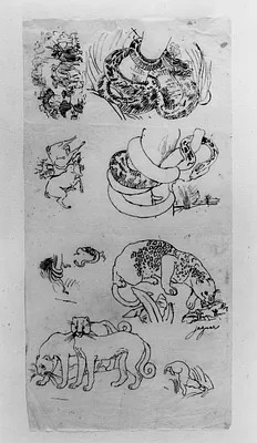 Tracings of Various Animals