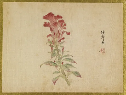 Coxcomb Flower