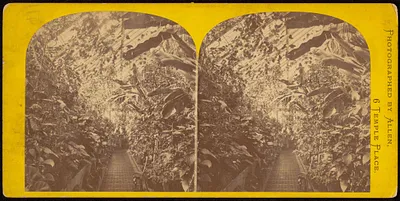 Interior view of tropical conservatory