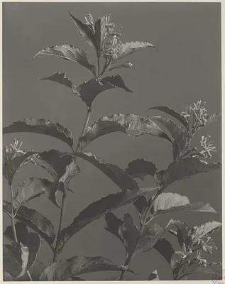 31. Diervilla lonicera, bush honeysuckle