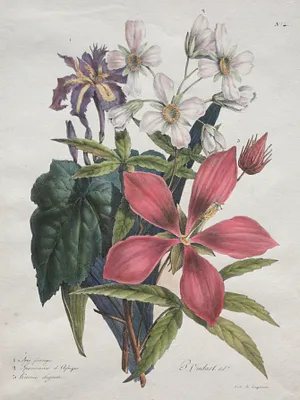 Cours d'Histoire Naturelle, contenant les principales espèces du règne animal, classées methodiquemenet:  Iris, African-hemp and Ketmia