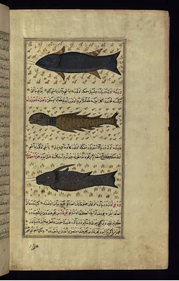 Three Types of Fish from Around Vaynah (Vinah?) Island