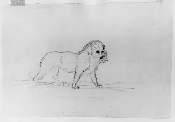 Lion Walking to the Right