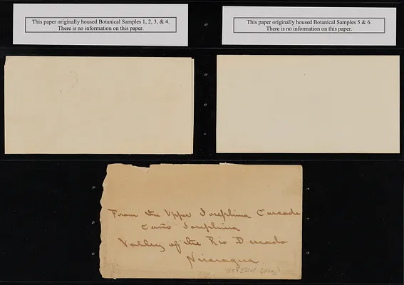 Botanical Samples and Peso Note