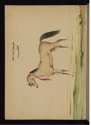 A Healthy Horse