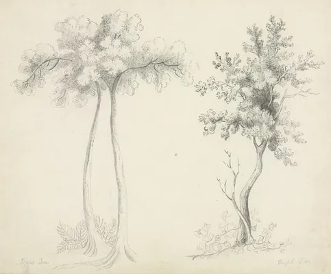 Studies of Upas and Maple Trees